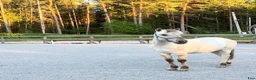 Allround hästar till salu: Fantastisk fjording  - Annons 1