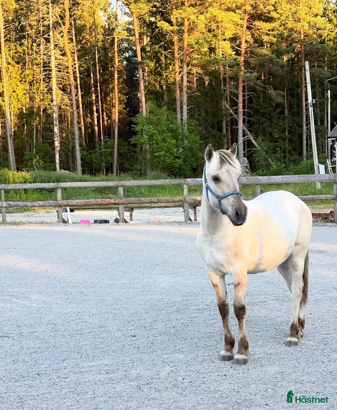 Allround hästar till salu: Fantastisk fjording  - Annons 1
