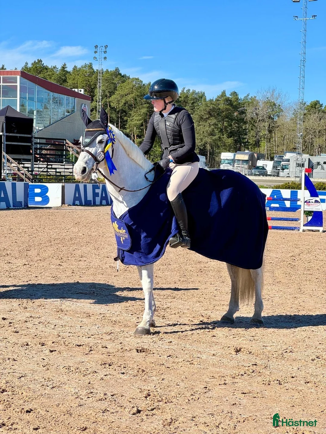 Hoppning hästar till salu: En riktig rosett plockare i lägre klasser i Norra Sorunda - Annons 3