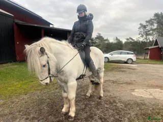 hästar Valack och sto flotta! i Rosersberg - Annons 12