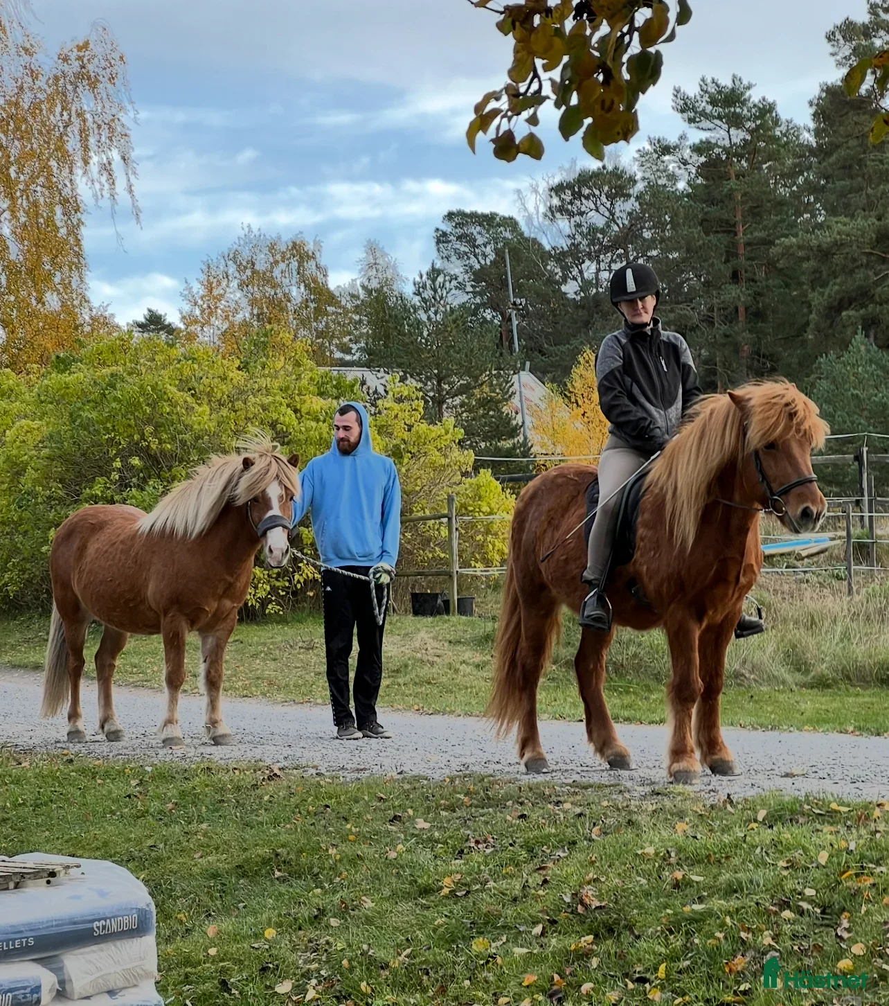  foderhäst 2 snälla Islandshästar 🌸 - Annons 1