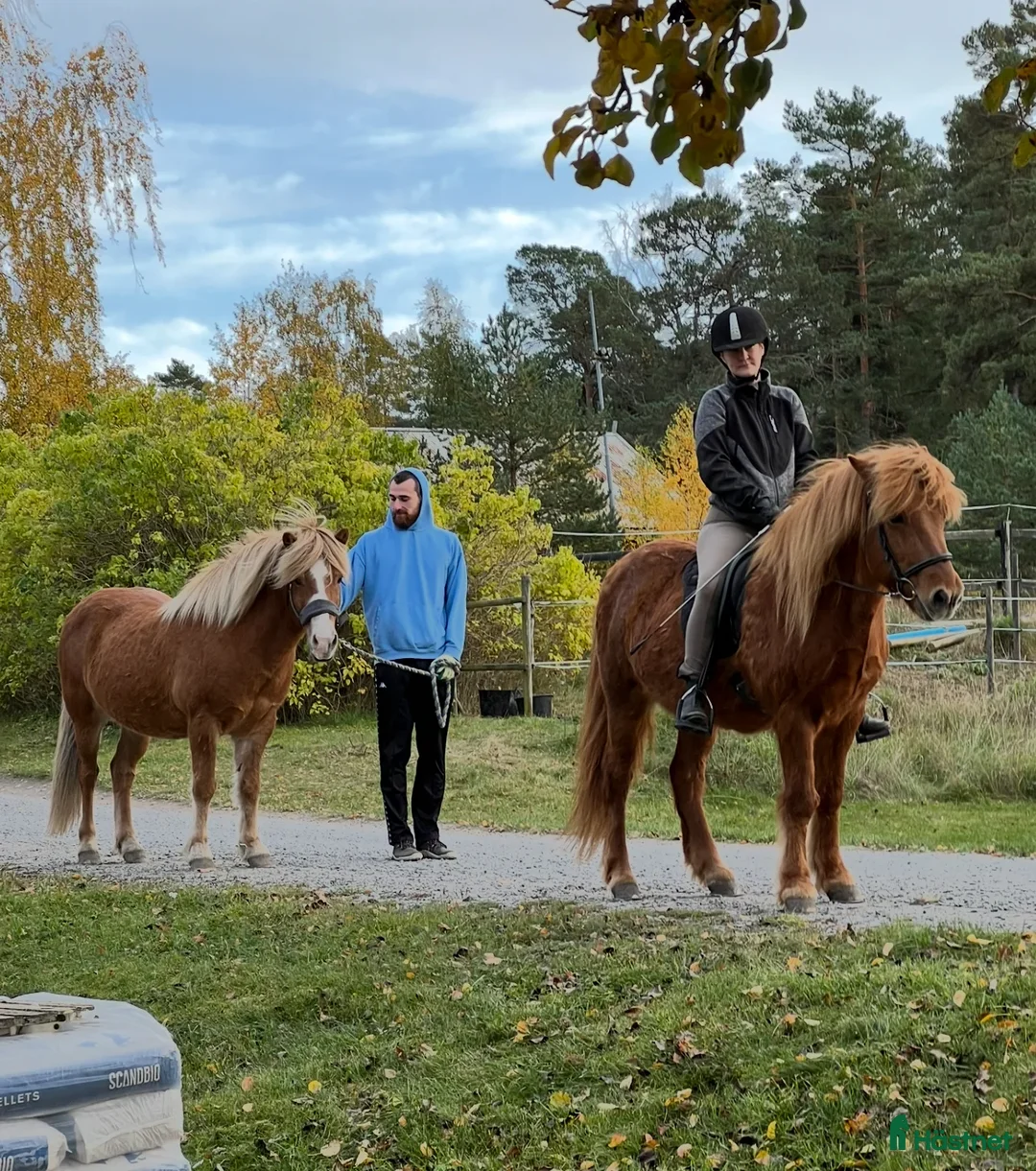  foderhäst finnes: 🐴Reserverade🐴 2 snälla Islandshästar 🌸 - Annons 1