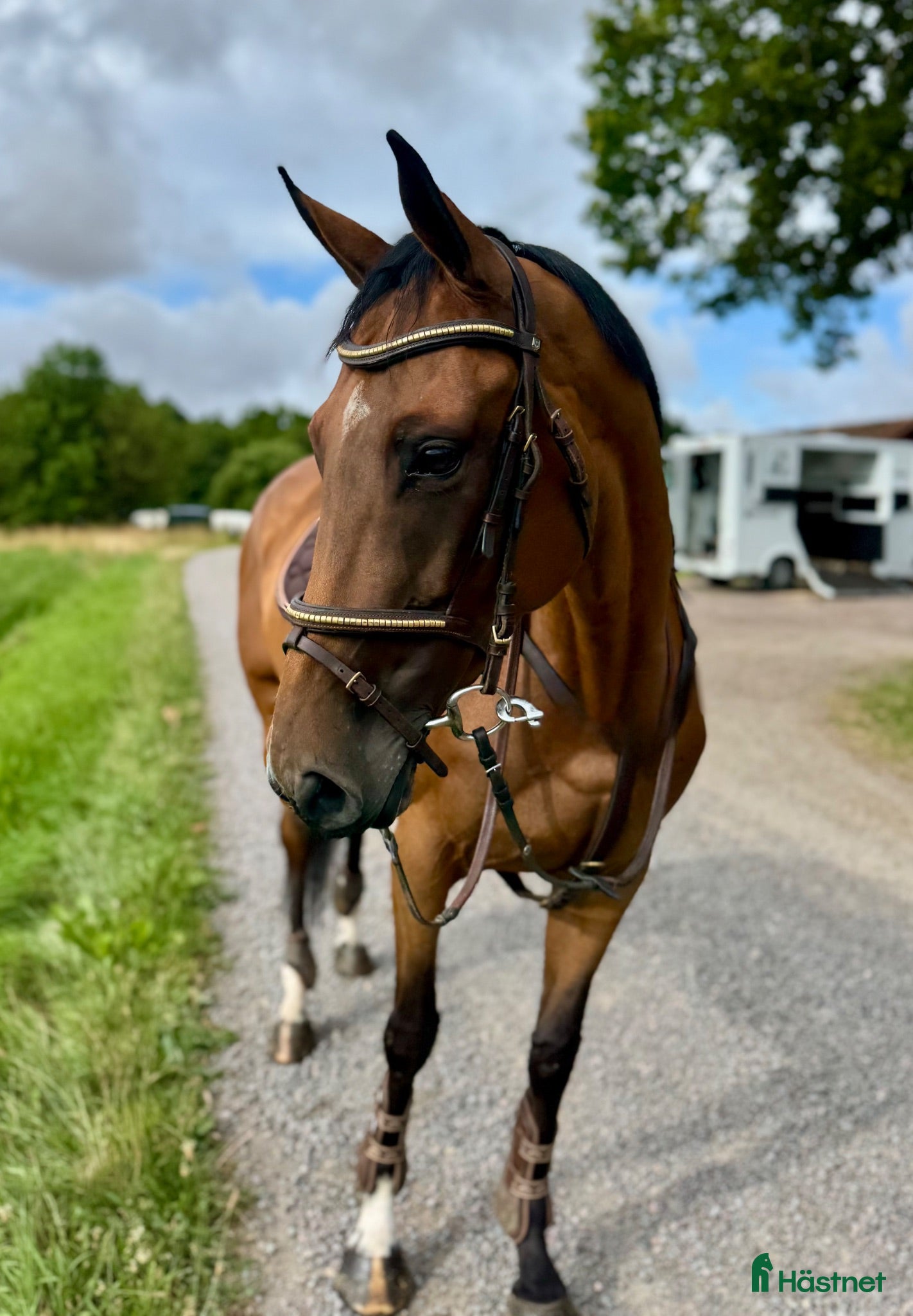  hästar TREVLIG ALLROUNDHÄST/HOPPHÄST 🩷 - Annons 1