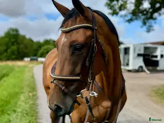 hästar TREVLIG ALLROUNDHÄST/HOPPHÄST 🩷 - Annons 1