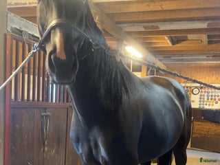 hästar i Nybro - Annons 31