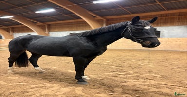  hästar i Tjällmo - Annons 16