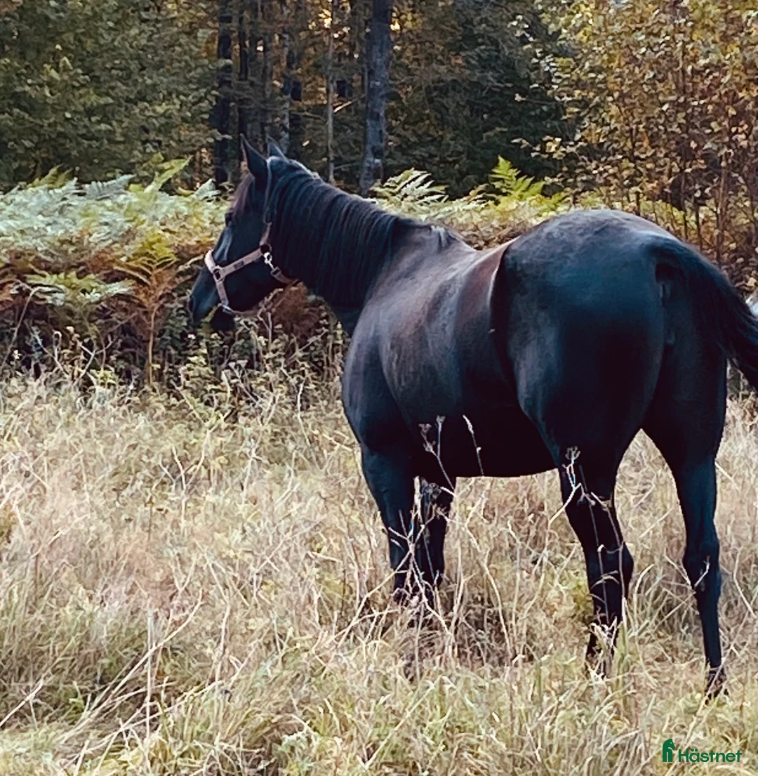 Allround hästar till salu: Två underbara ston säljes tillsammans i Ätran - Annons 11
