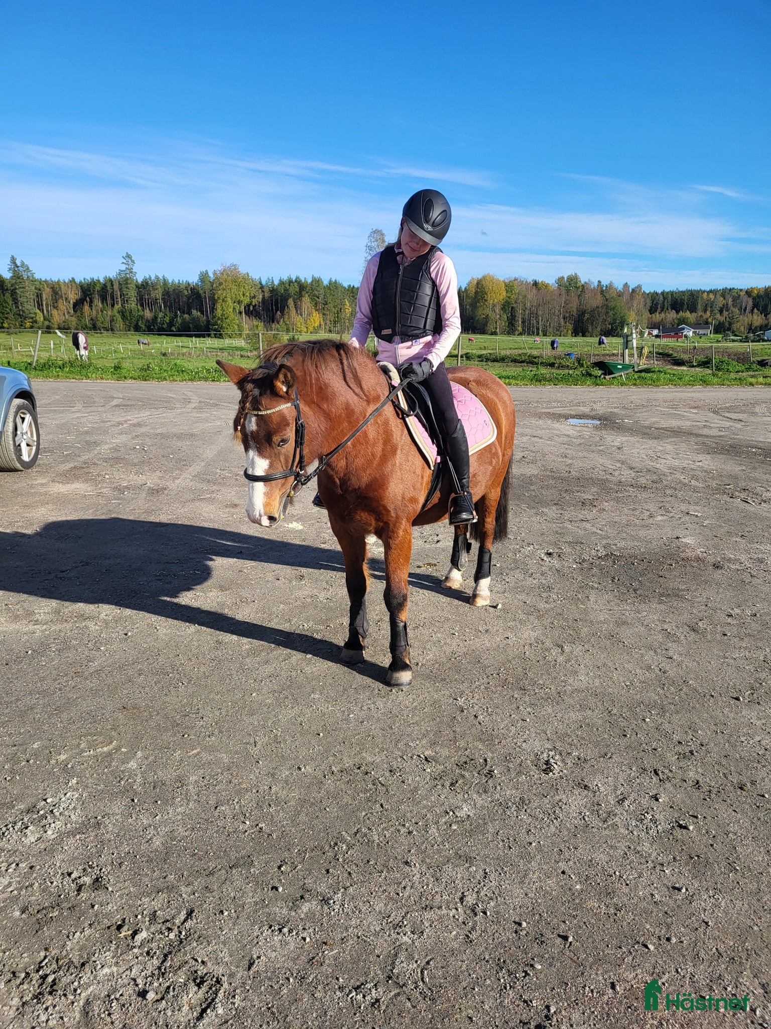 Sällskap hästar till salu: Sällskapsponny söker 5-stjärnigt hem🌟 - Annons 1