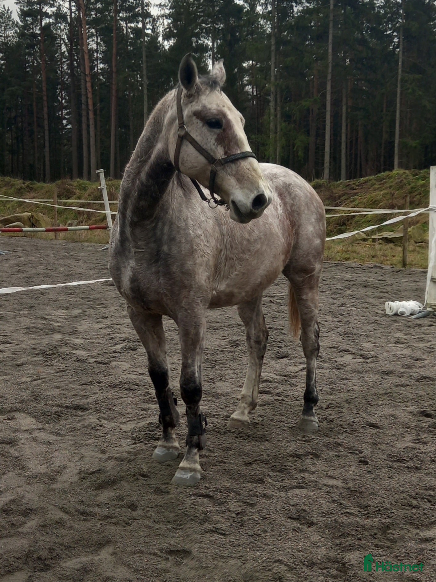  hästar Trevlig kille i Torsås - Annons 2