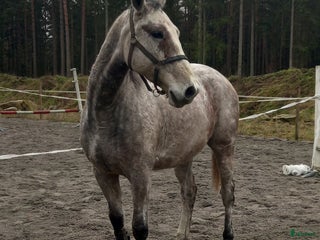 hästar Trevlig kille i Torsås - Annons 2