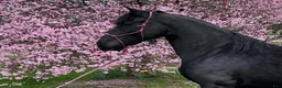 Dressyr hästar till salu: 🌸 VACKERT BAROCKPINTO-STO 🌸 - Annons 1