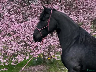 hästar 🌸 VACKERT BAROCKPINTO-STO 🌸 - Annons 5