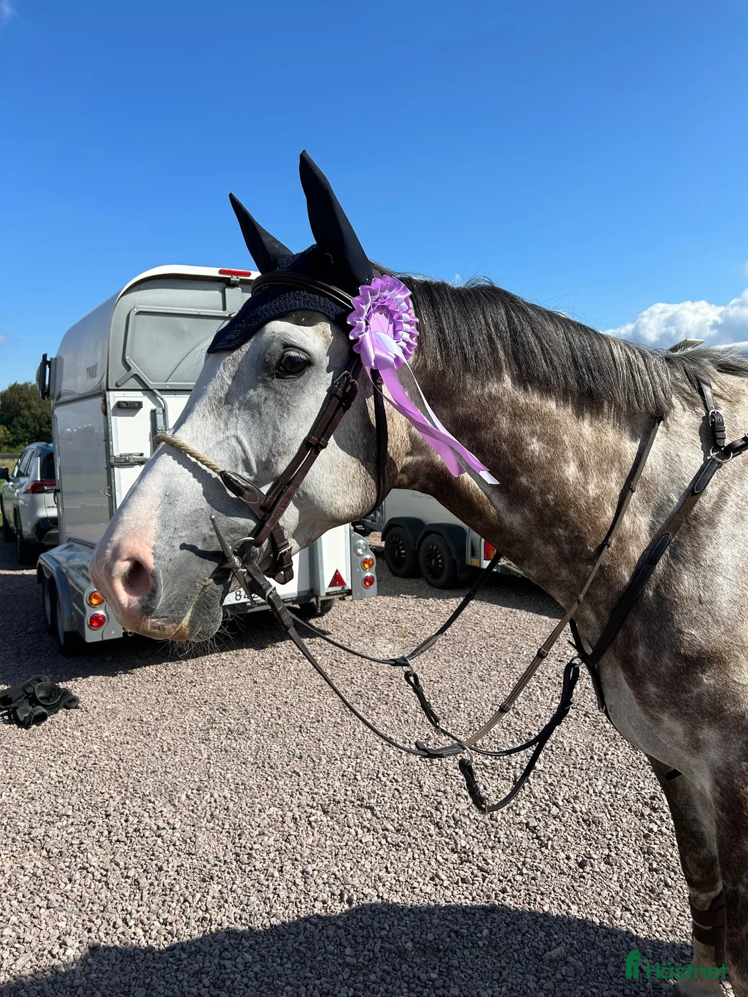 Hoppning hästar till salu: En snäll och trevlig bästa vän med kapacitet - Annons 2