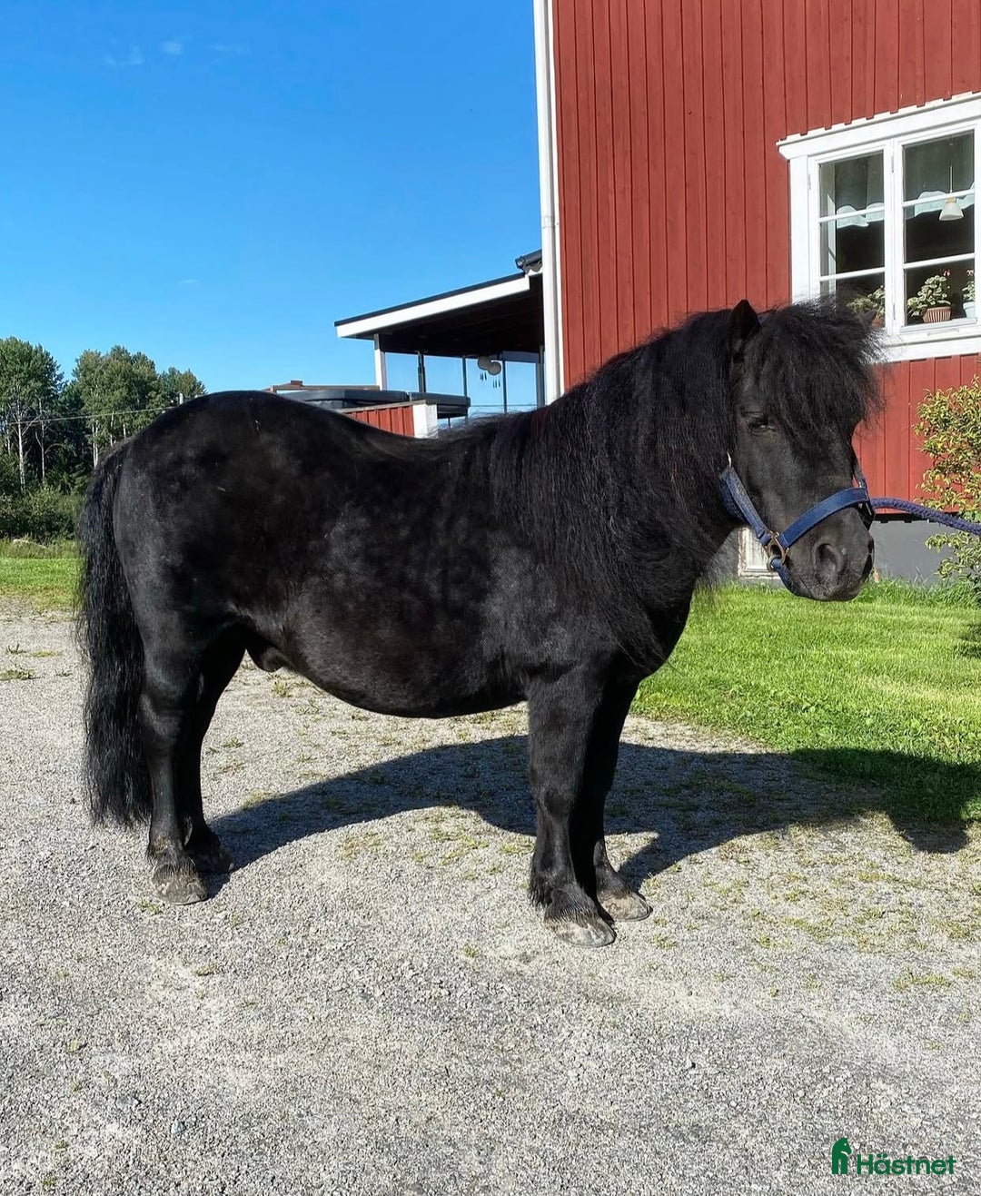 Allround hästar till salu: Trevlig shetlandsponny  i Kilafors - Annons 3