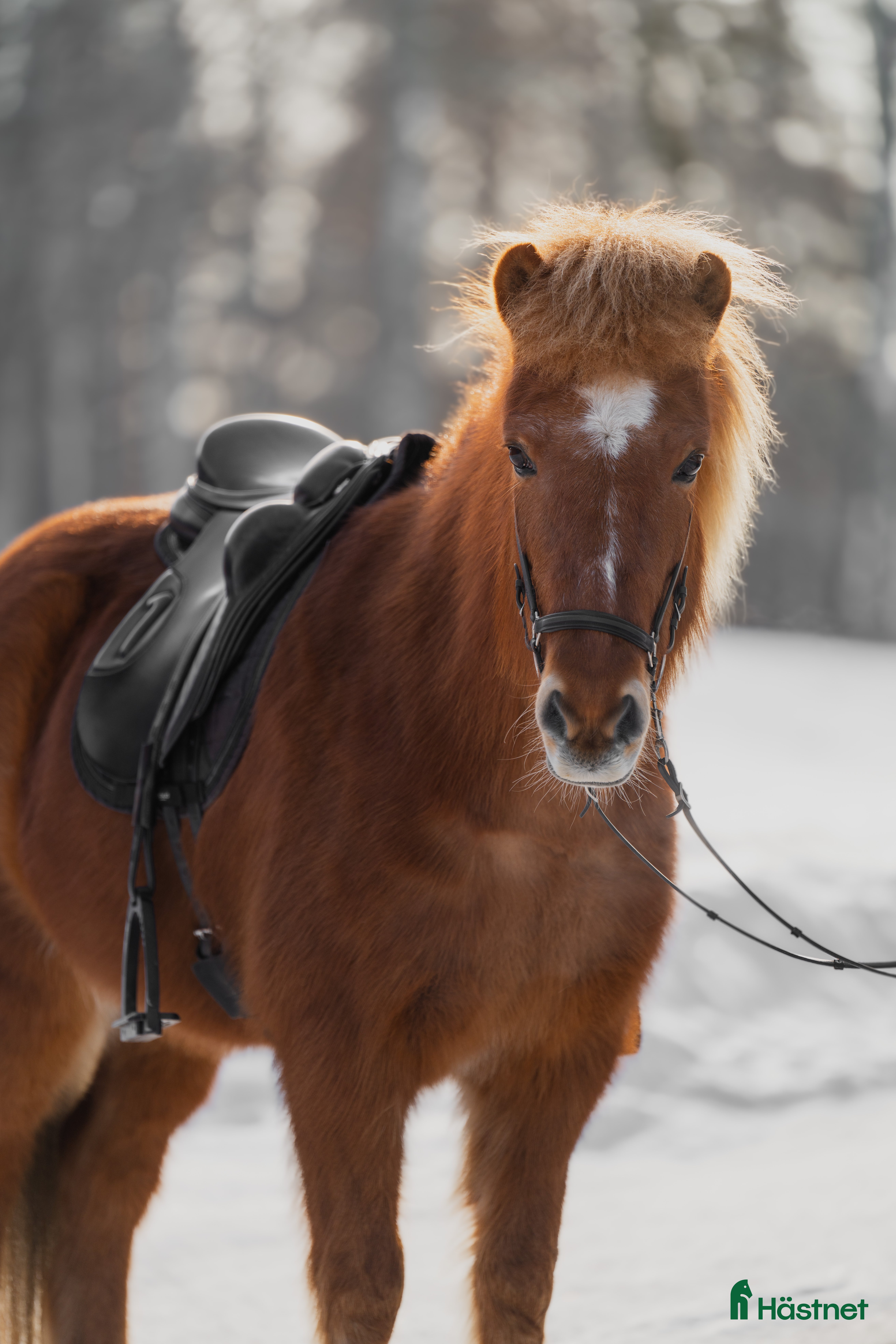  hästar Sött fyrgångssto för hela familjen! - Annons 1