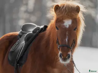 hästar Sött fyrgångssto för hela familjen! - Annons 1