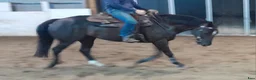 Western hästar till salu: Quarterhorse Western Övrigt - Annons 5