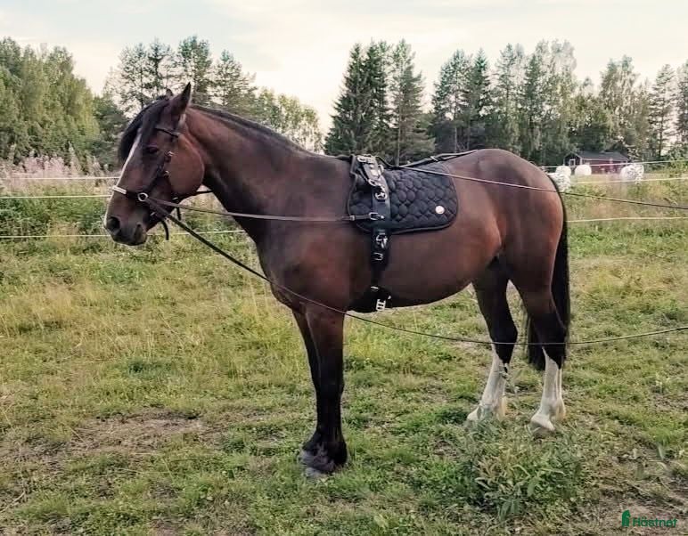  hästar Levnadsglad häst med utstrålning ( PÅ PROV) i Vännäsby - Annons 18