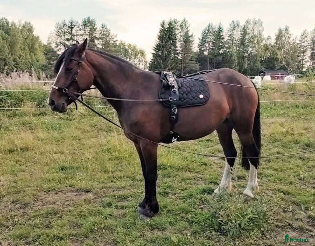 Allround hästar till salu: Levnadsglad häst med utstrålning ( PÅ PROV) i Vännäsby - Annons 1