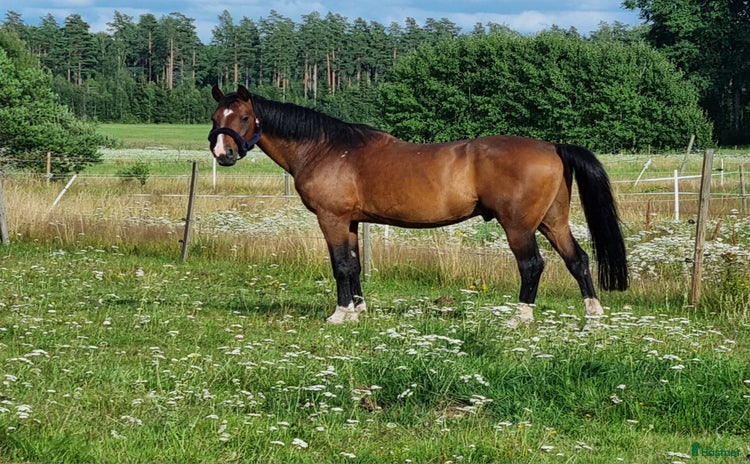 hästar i Kungsör - Annons 13
