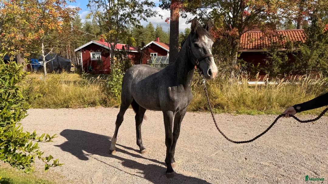 Hoppning hästar till salu: Trevlig 1 åring - Annons 2