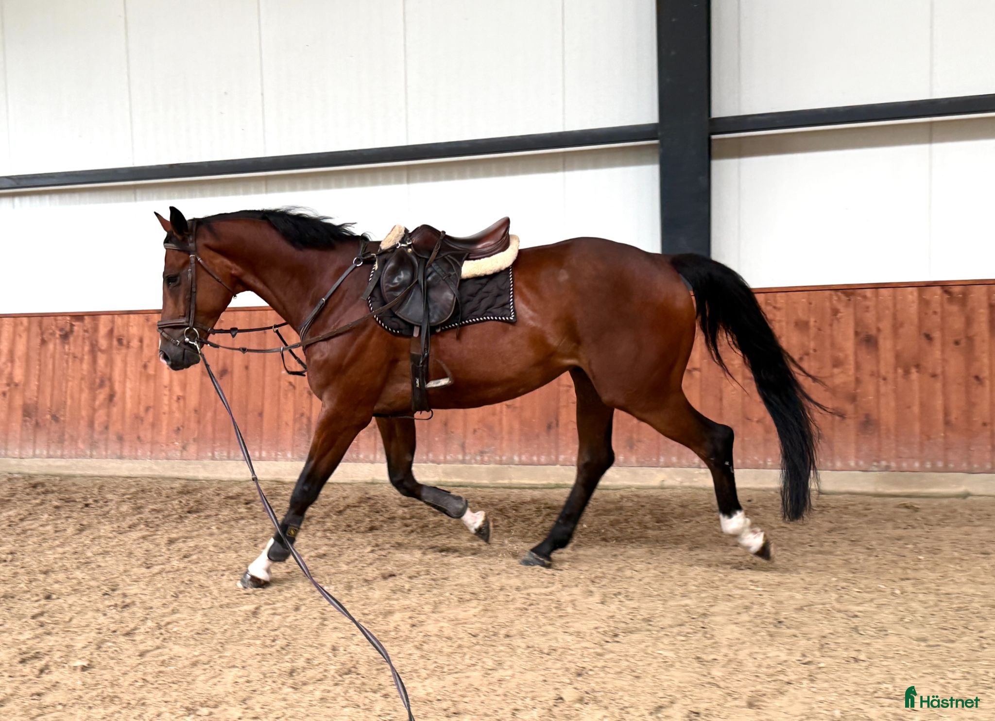  hästar A true diamond exeptionaly easy to ride! - Annons 2