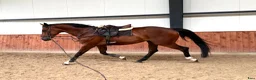 Allround hästar till salu: A true diamond exeptionaly easy to ride! - Annons 2