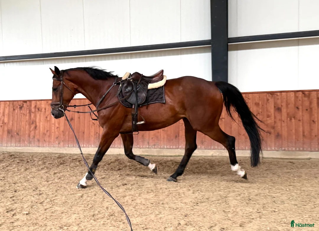 Allround hästar till salu: A true diamond exeptionaly easy to ride! - Annons 2