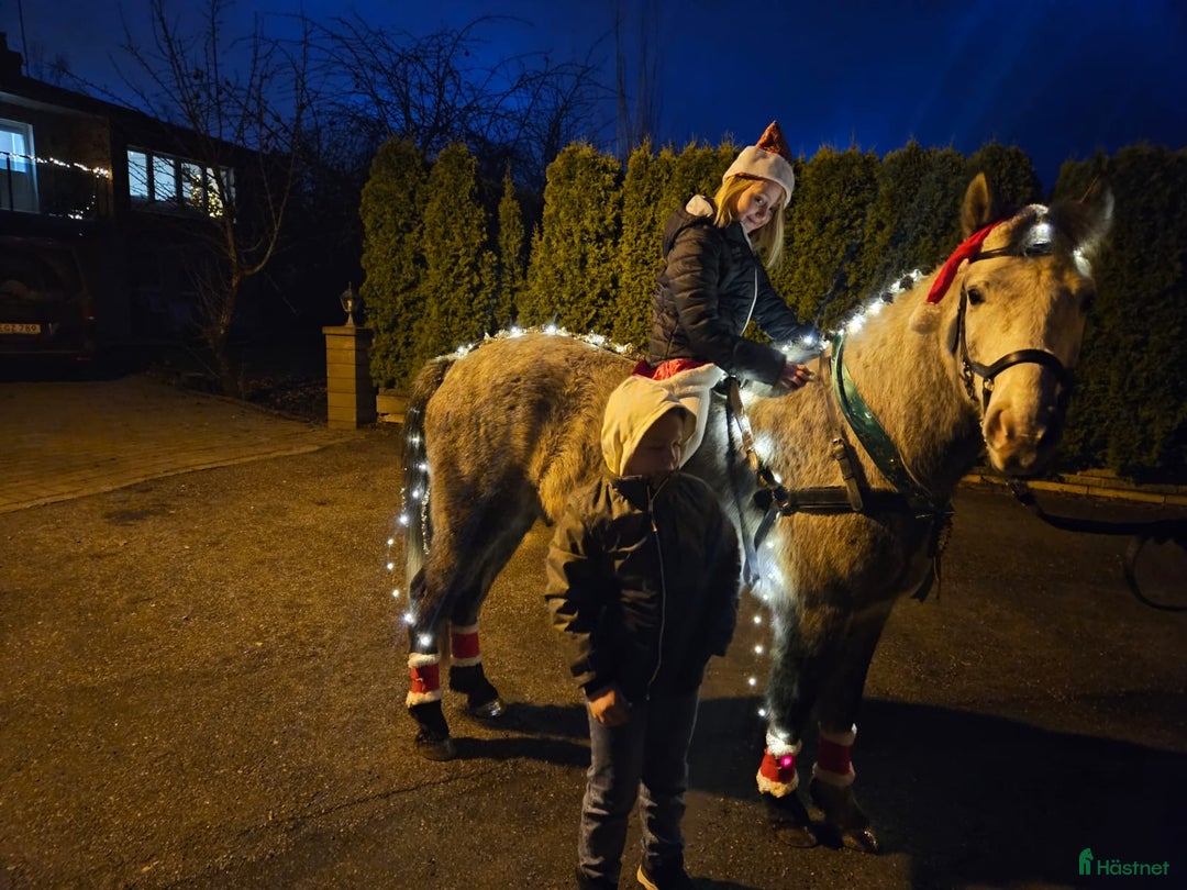Körning hästar till salu: Vuxenponny för körning i Svartsjö - Annons 4