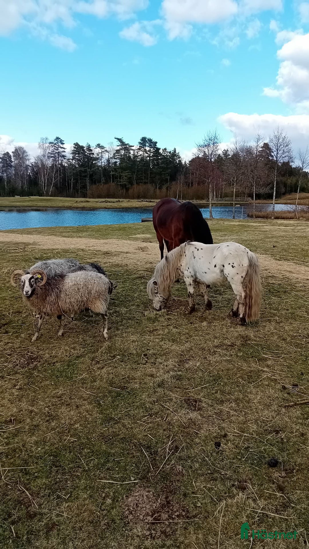 Avelshästar hästar till salu: Söt Hingst i Össjö - Annons 5