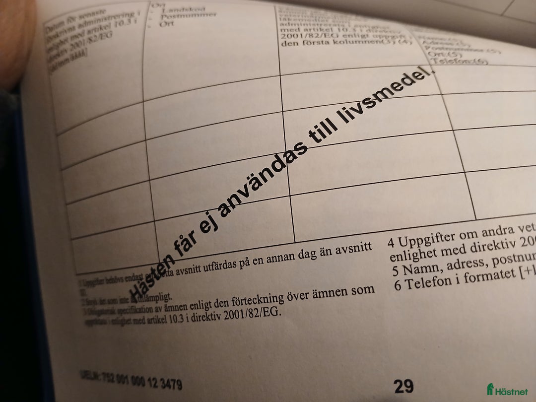 Allround hästar till salu: B-ponny och Quarter  i Uråsa - Annons 4