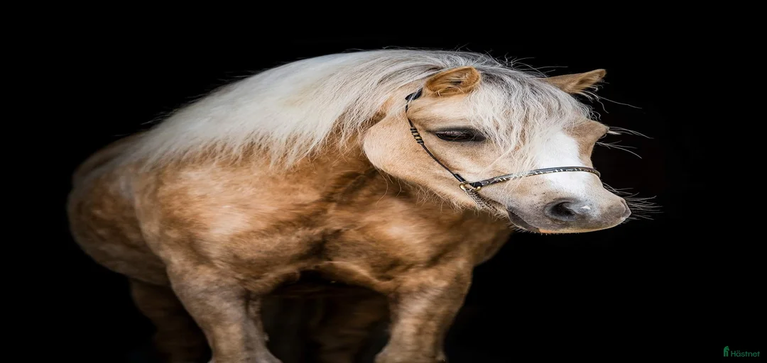 Galleribild {{count}}