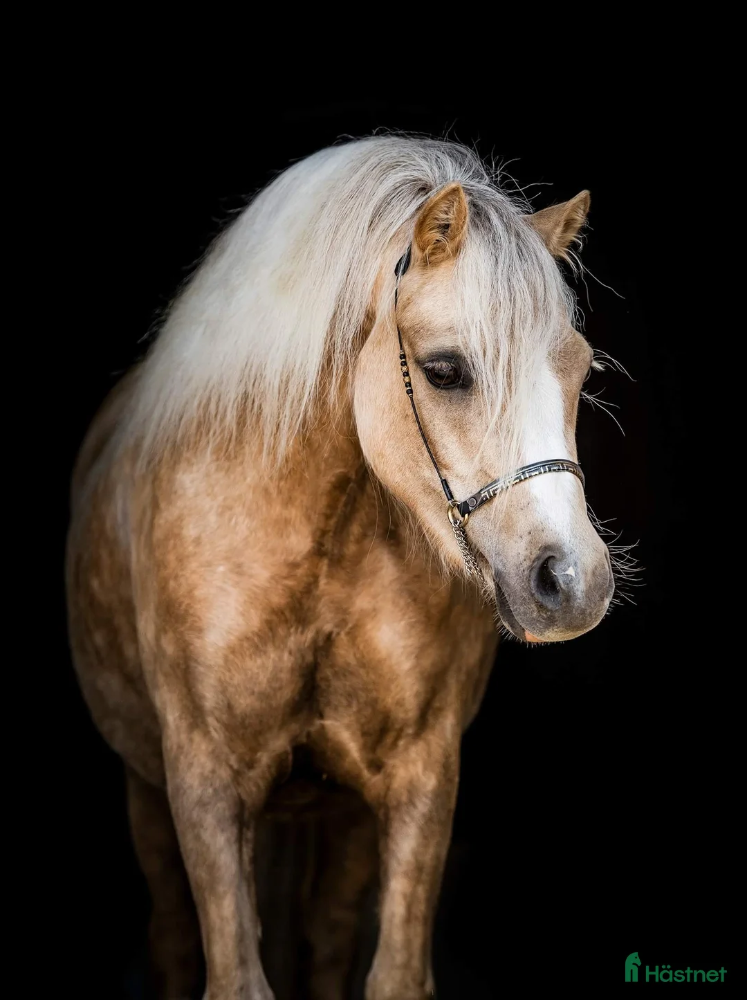 Galleribild {{count}}