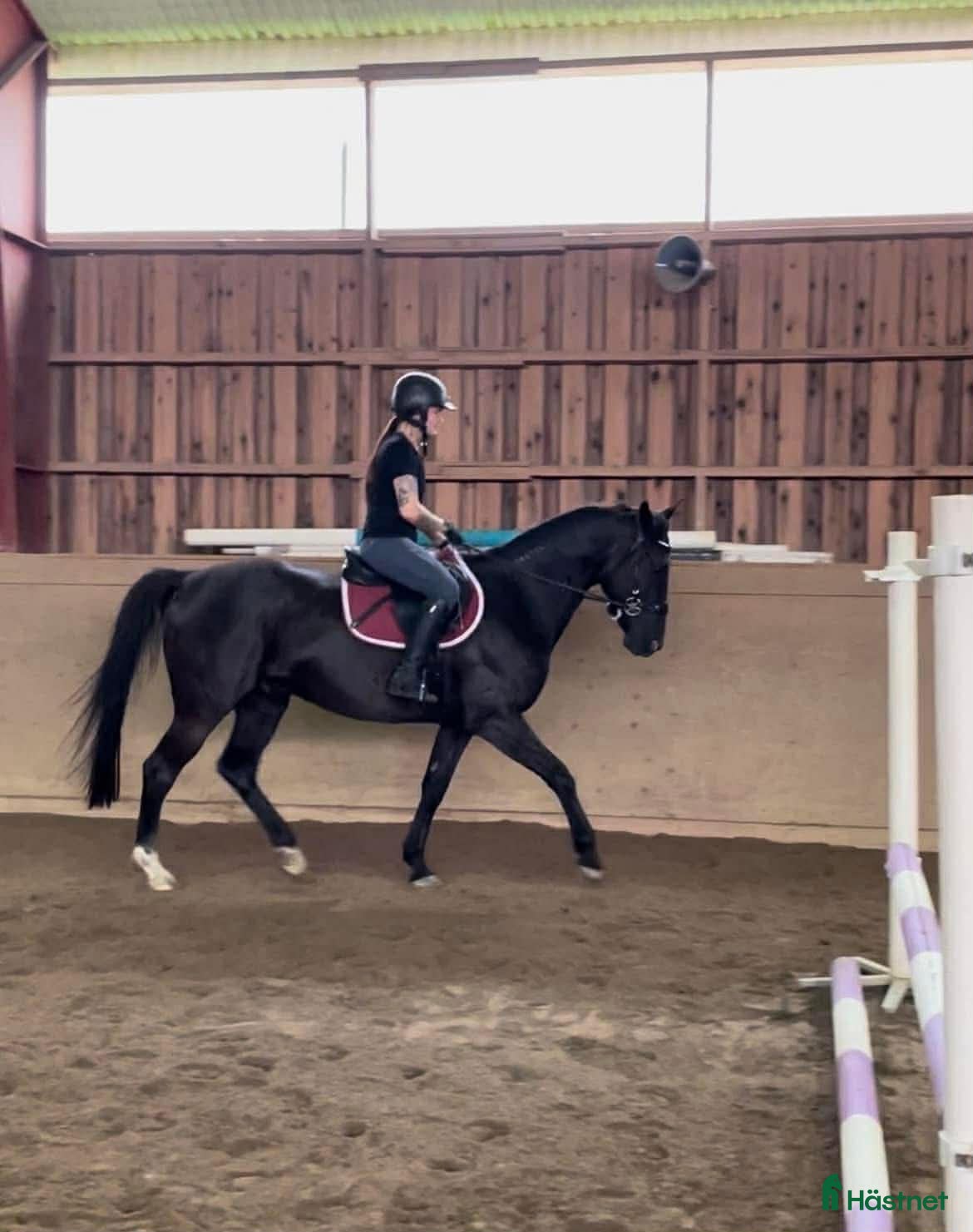  foderhäst Delfodervärd/fodervärd/medryttare sökes i Kolsva - Annons 14