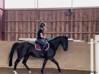 foderhäst Delfodervärd/fodervärd/medryttare sökes i Kolsva - Annons 14