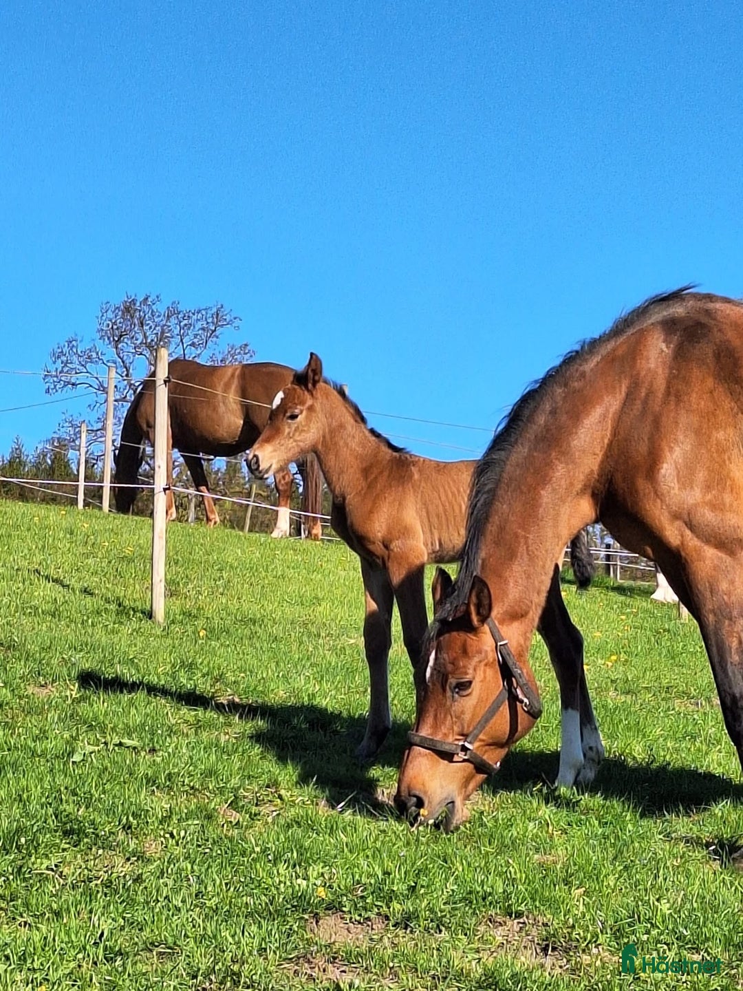 Hoppning hästar till salu: Framtida topp sto e. Pegase van’t Ruytershof! i Ullared - Annons 7