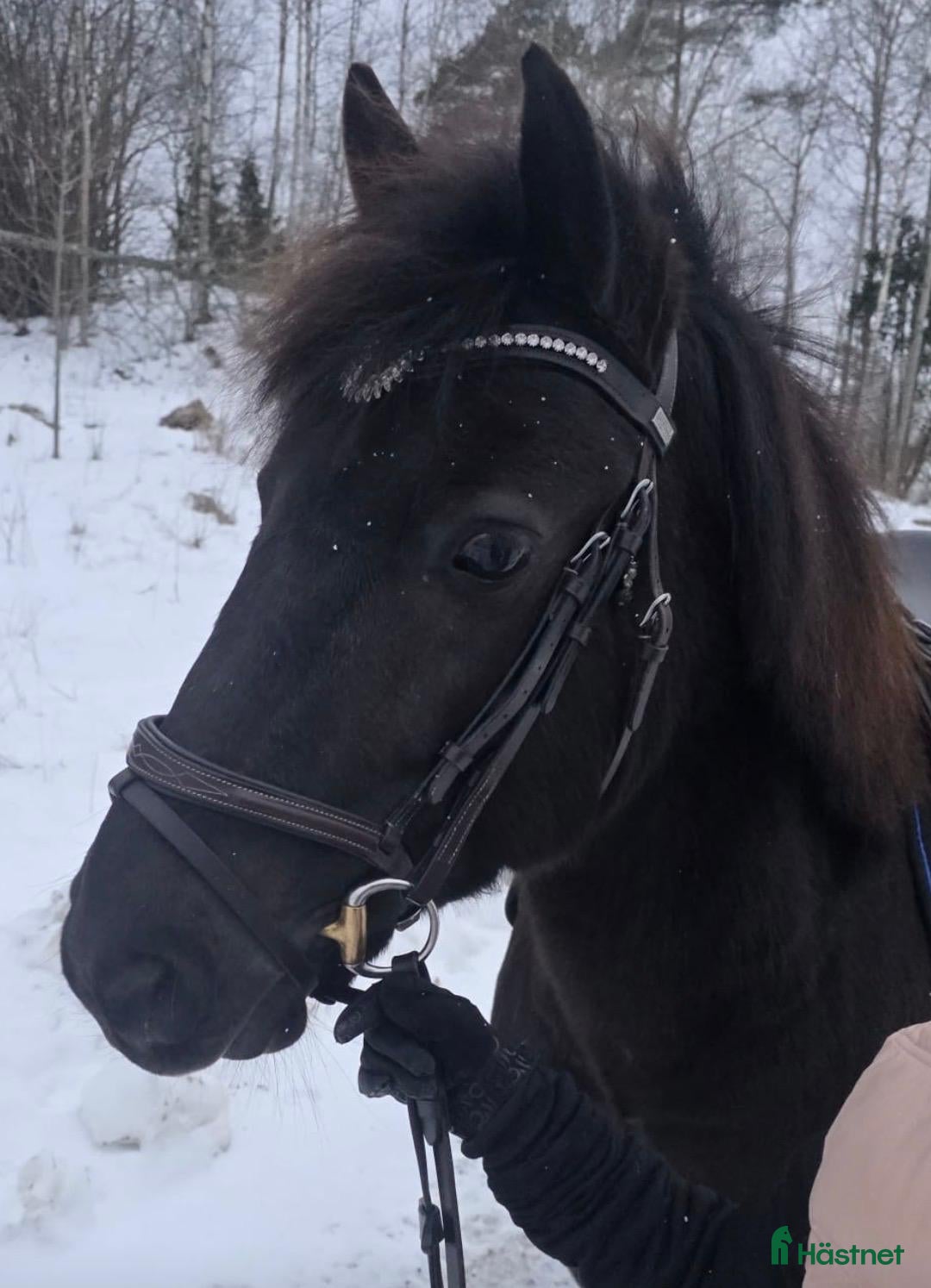  hästar Vår underbara Spirit söker kärleksfullt hem  - Annons 15