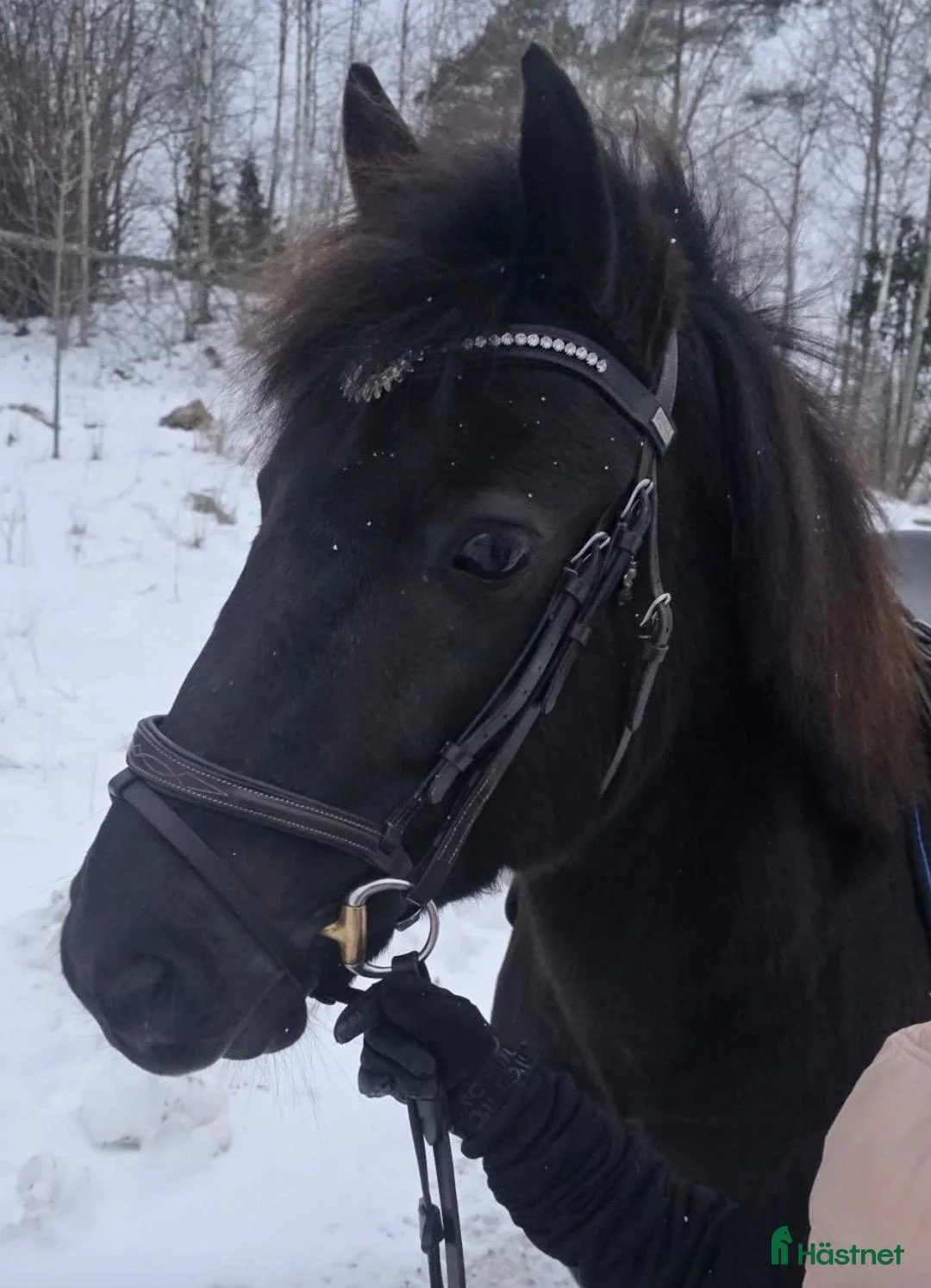 Allround hästar till salu: Vår underbara Spirit söker kärleksfullt hem  - Annons 1