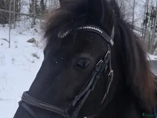 hästar Vår underbara Spirit söker kärleksfullt hem - Annons 15