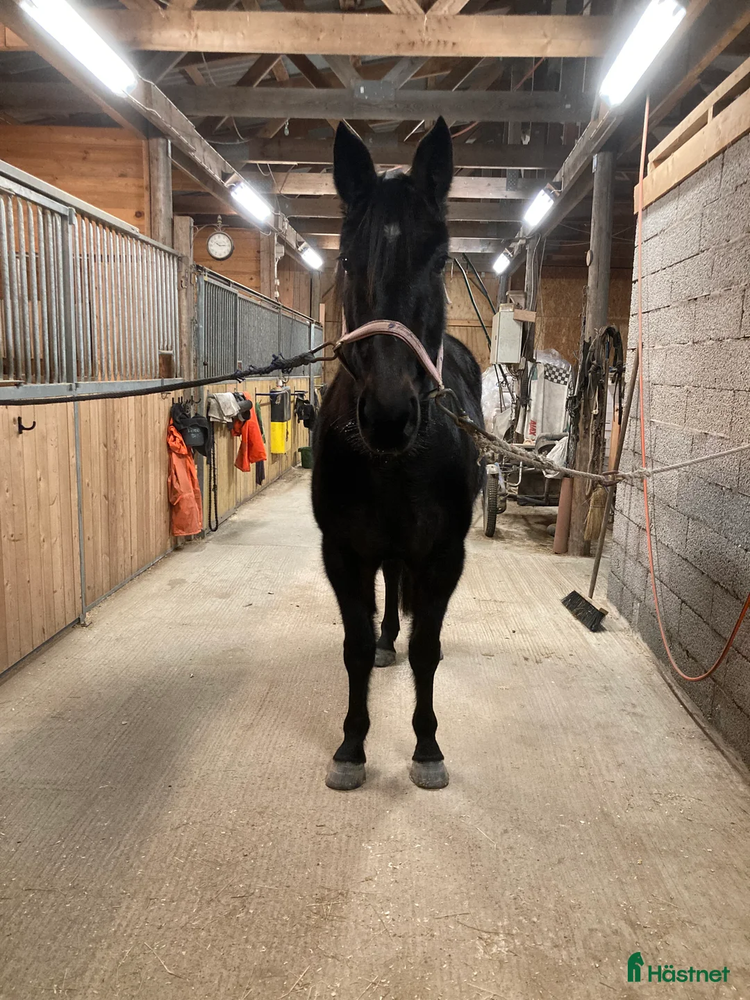 Trav hästar till salu: Varmblodsto för Avel i Borlänge - Annons 5
