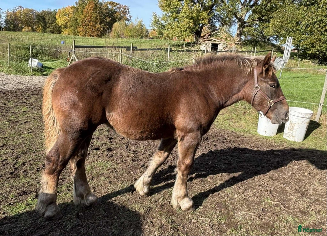 Allround hästar till salu: Ardenner Stoföl (e. Cronas Waldemar) i Kågeröd - Annons 6