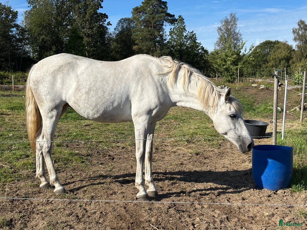 Allround hästar till salu: Vackert PRE sto i Bredared - Annons 1