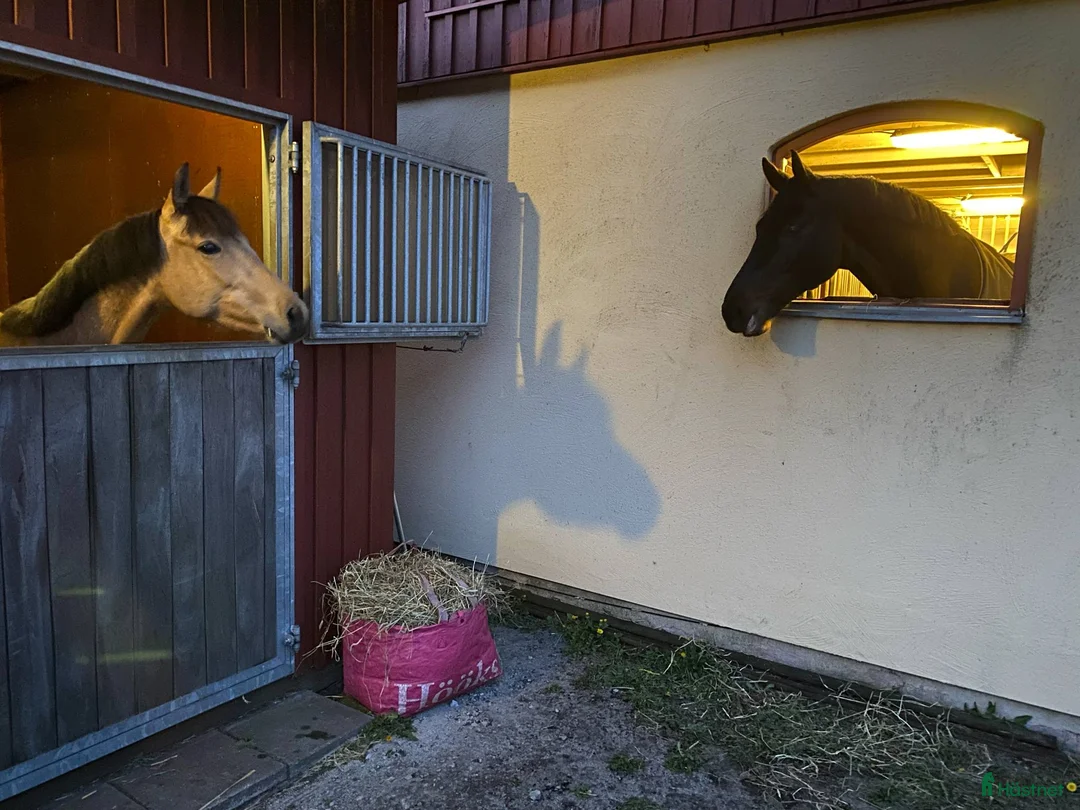  stallplats finnes: Ponnyplats i Flyingeby i Flyinge - Annons 1