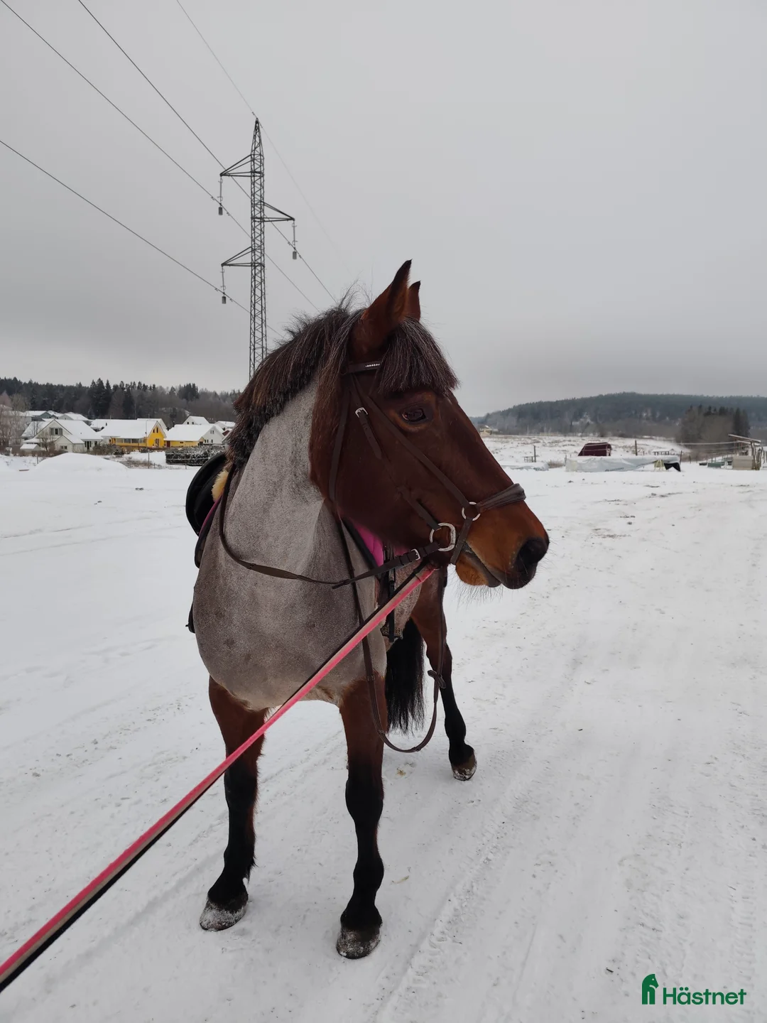 Allround hästar till salu: Säljes/bytes i Hjärtum - Annons 3