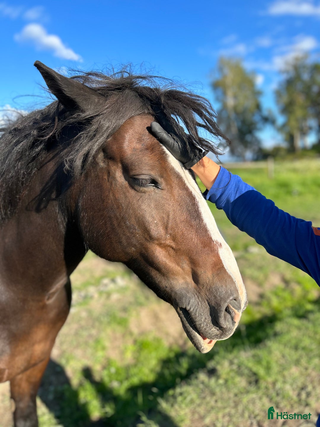 Övrigt hästar till salu: Maxad B-ponny som älskar arbete - och frihet i Vallentuna - Annons 7