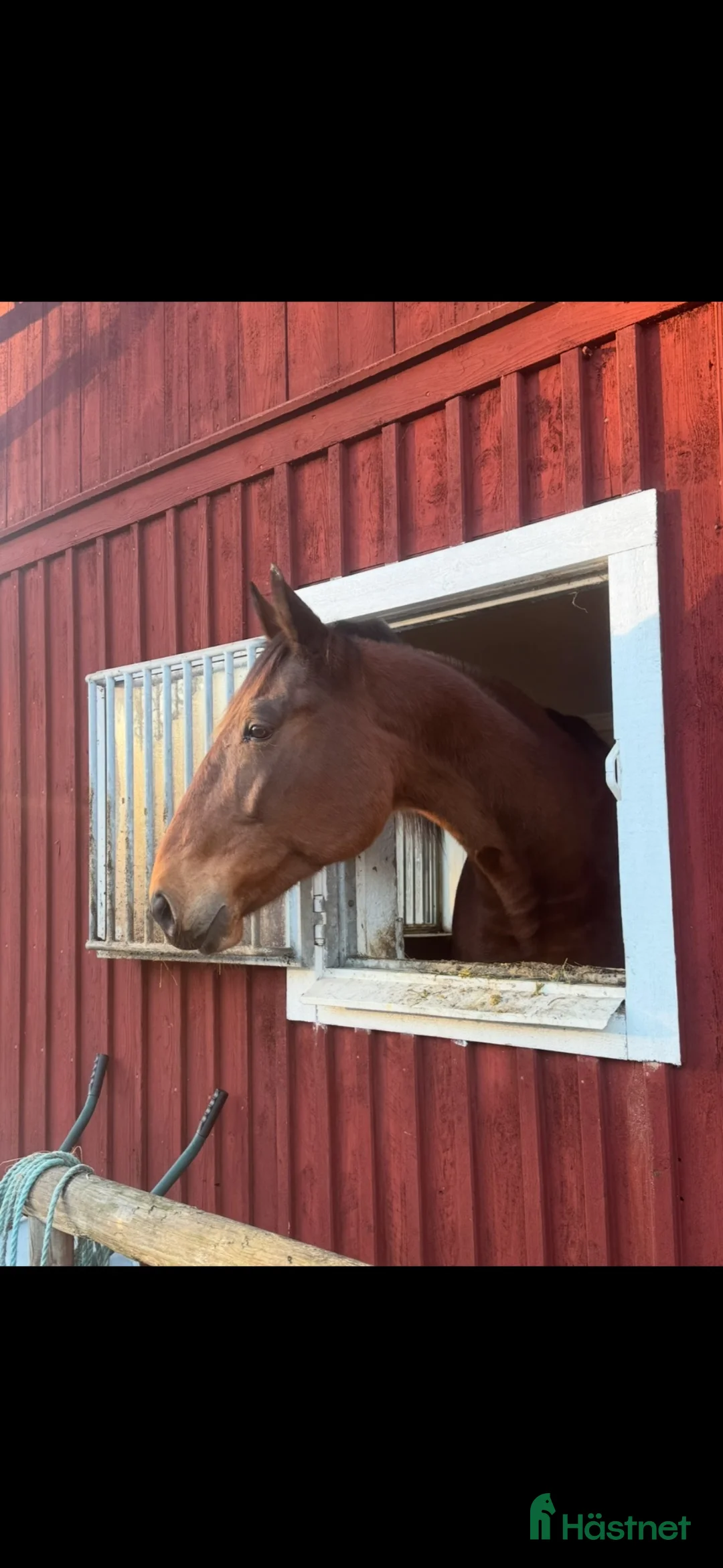 Distans hästar till salu: Mysfarbror för den hästvana - Annons 11