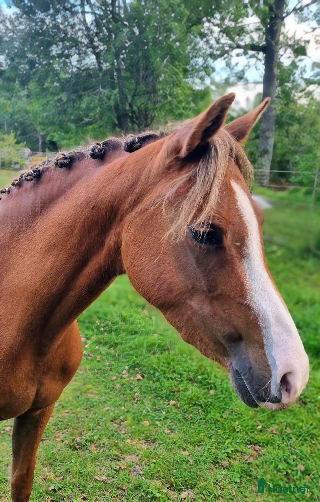 Allround hästar till salu: ✨Lillemons Lima ✨ i Timmersdala - Annons 3