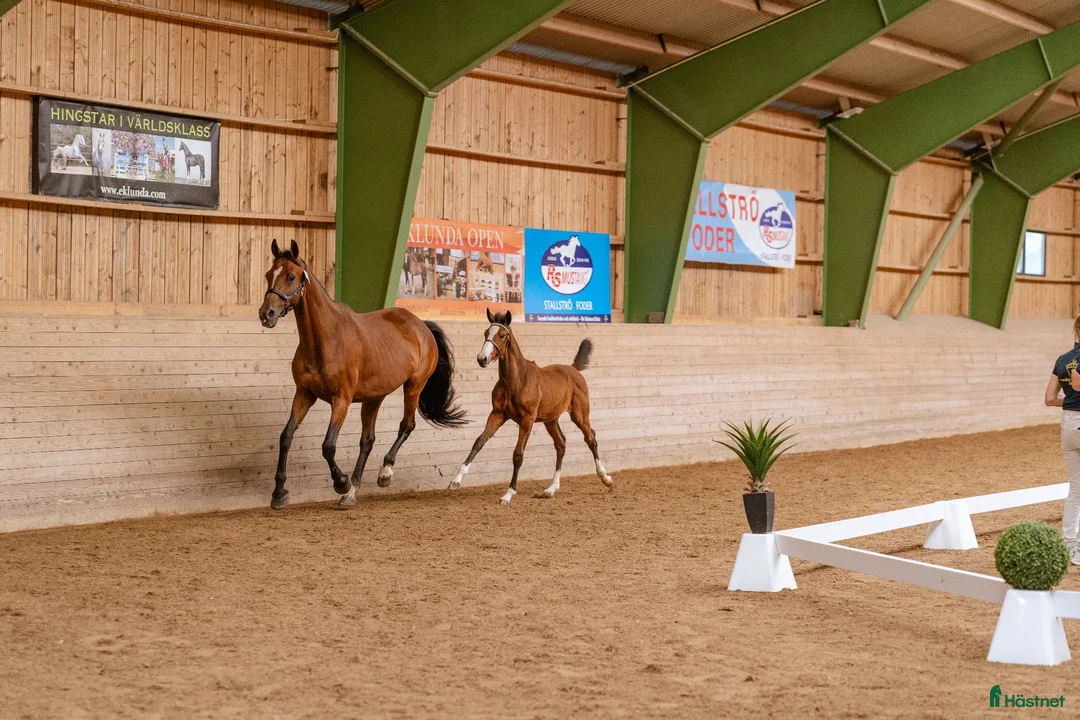 Hoppning hästar till salu: Premiestoföl e. Janeiro de Bieville i Örebro - Annons 7