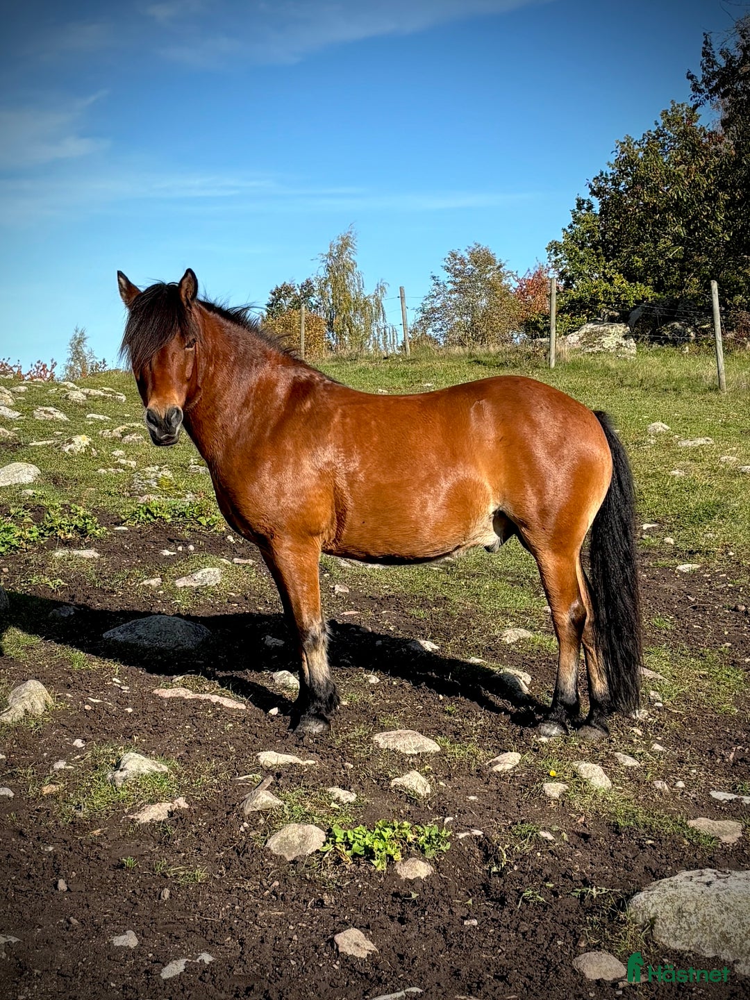 Allround hästar till salu: Allround stark korsning som gillar att hoppa i Söderköping - Annons 6