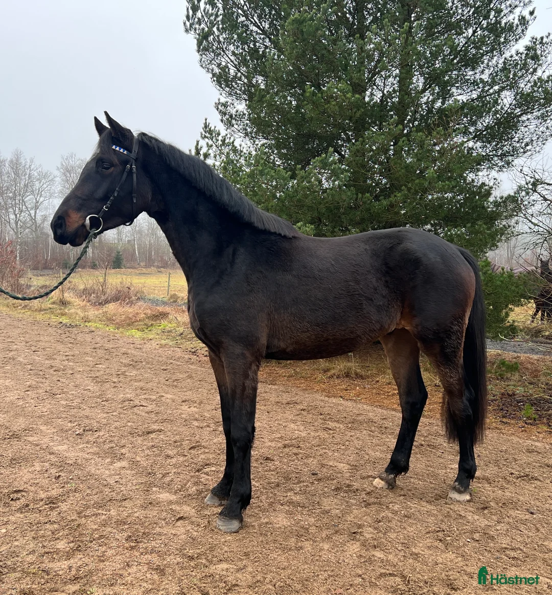 Hoppning hästar till salu: Högrest känslig valack  - Annons 2